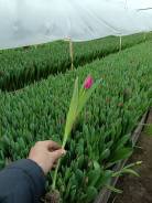 ��������. ����