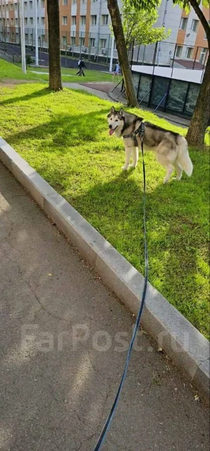 �����. ����
