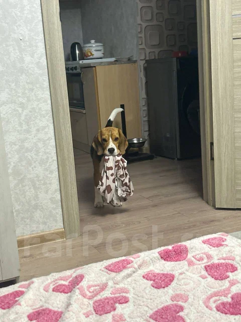 �����. ����