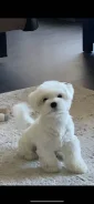 ����������� �������. ����