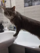 ����� �����. ����