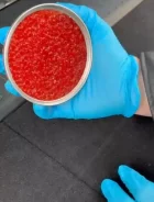 ���� �������. ����