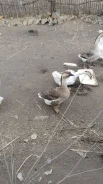 ����. ����