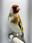 �����. ����