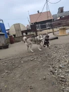 �����. ����