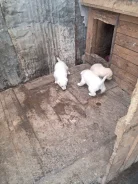 �����. ����