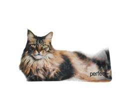 ������ ��� ������������ ���� "Cat", ���.5 (350*250*4 ��), �����+��������� ��������� Perfeo ����
