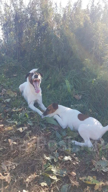 ����������. ����