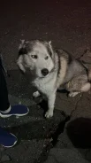 �����. ����