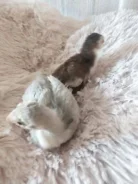 �������. ����