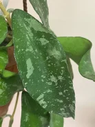����. ����