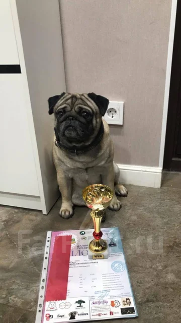 ����. ����