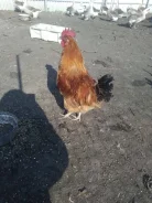 ����. ����