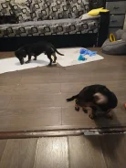 �����. ����