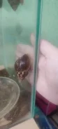 ������� ����������. ����