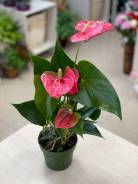  Royal Pink 14*50 