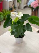  Sakura White 14*50 