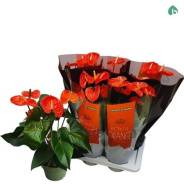  Royal Orange 17*65 
