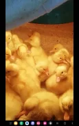 ����. ����