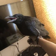 ������. ����