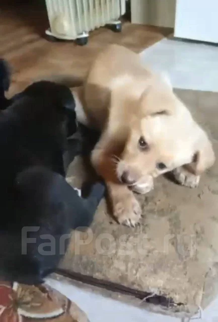 ������. ����