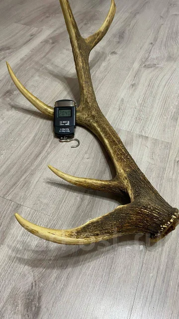 ���� ����� ����