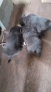 ����������� �������. ����