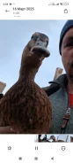����. ����