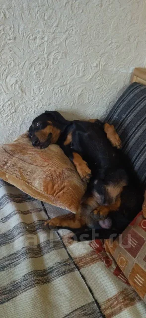 �����. ����