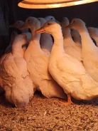 ����. ����