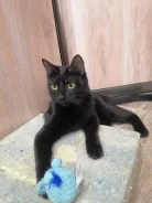 �����. ����