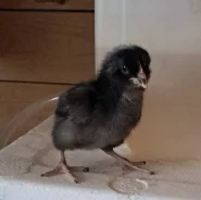 ����. ����
