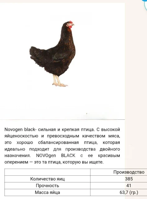 ����. ����