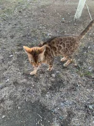 �����. ����