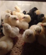 ����. ����