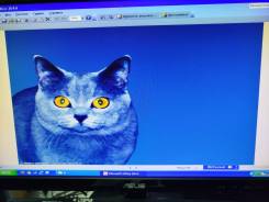 Asus. 20", ���������� �� (LCD, LED, QLED) ����