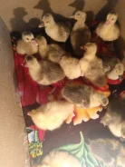 ����. ����