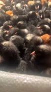 ����. ��� ����� �� ��������� ����