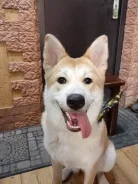 �����-���. ����