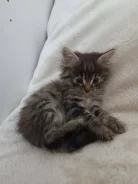 �����. ����