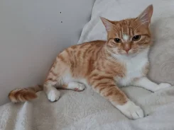 �����. ����