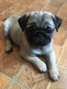 ����. ����