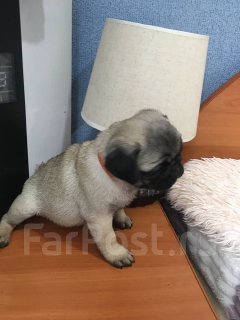 ����. ����