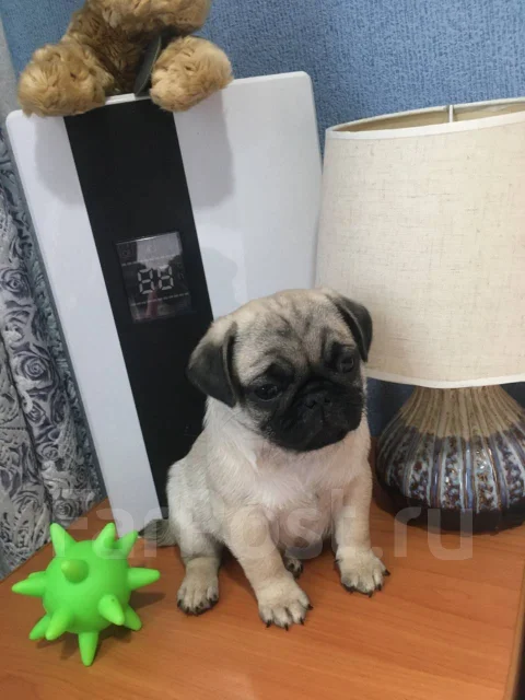 ����. ����