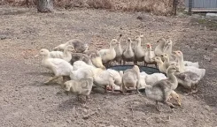 ����. ����