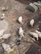 ����. ����