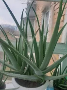 ����. ����
