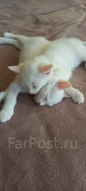�����. ����