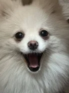 ����. ����