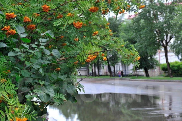 Nikon. ������� ������� 77 �� ����